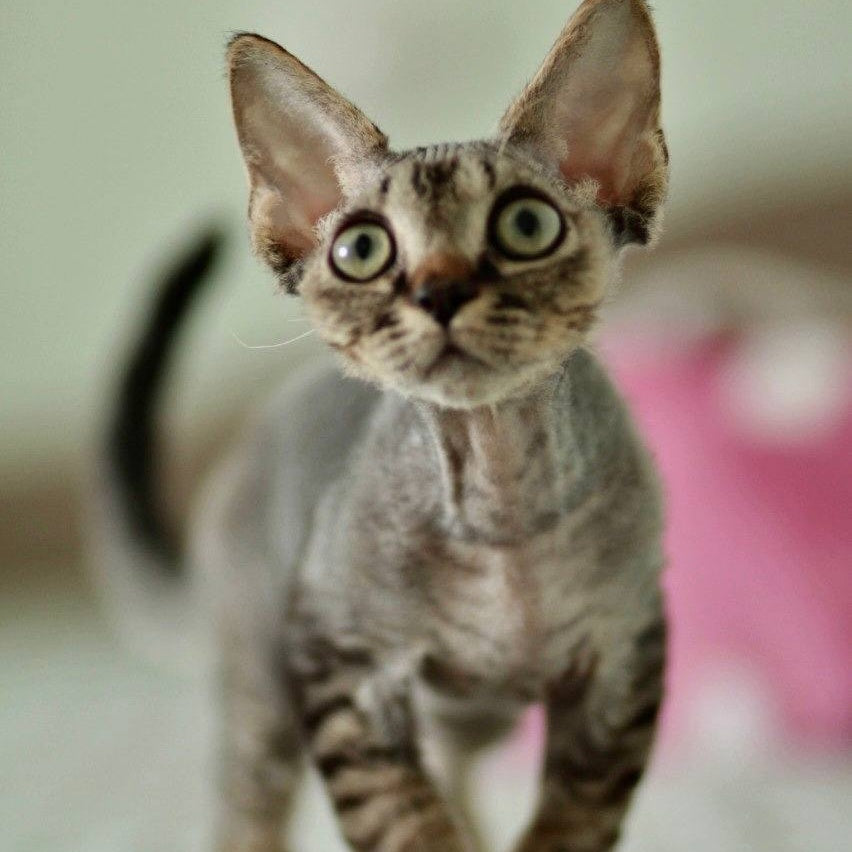 Michael Devon Rex male, black spotted tabby