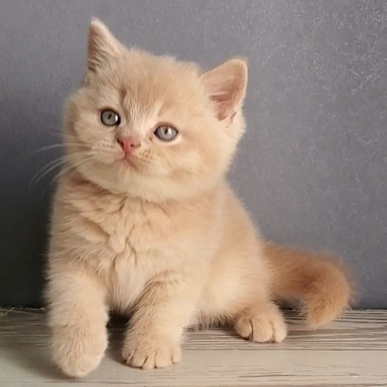 Dionis British Shorthair male, cream