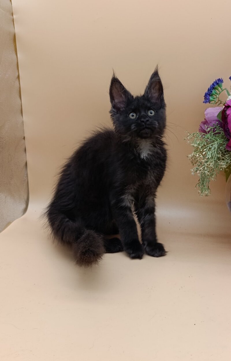 Isabelle Maine Coon female black silver - live animals