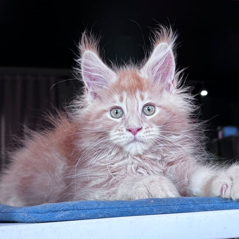 Winston Noir Maine Coon male, cream tabby