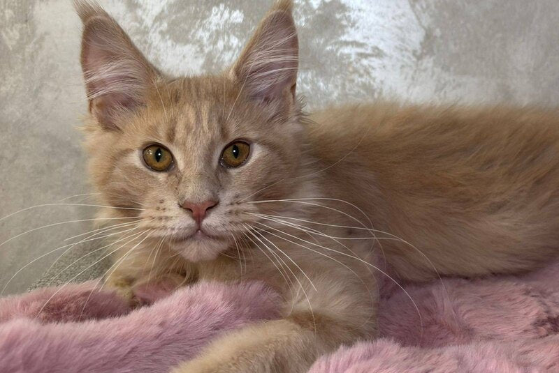 Buddy Maine Coon male, cream