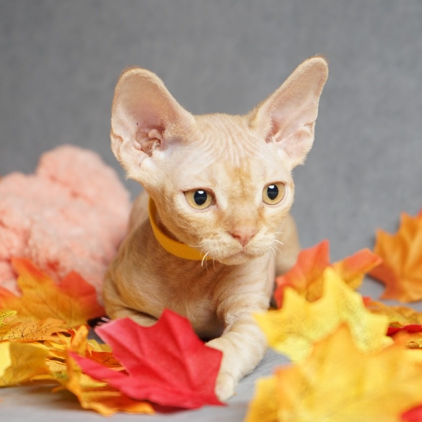Pikachu Devon Rex male, red