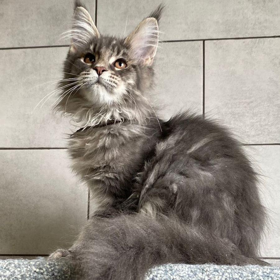 Tolyatti Maine Coon male, blue silver tabby