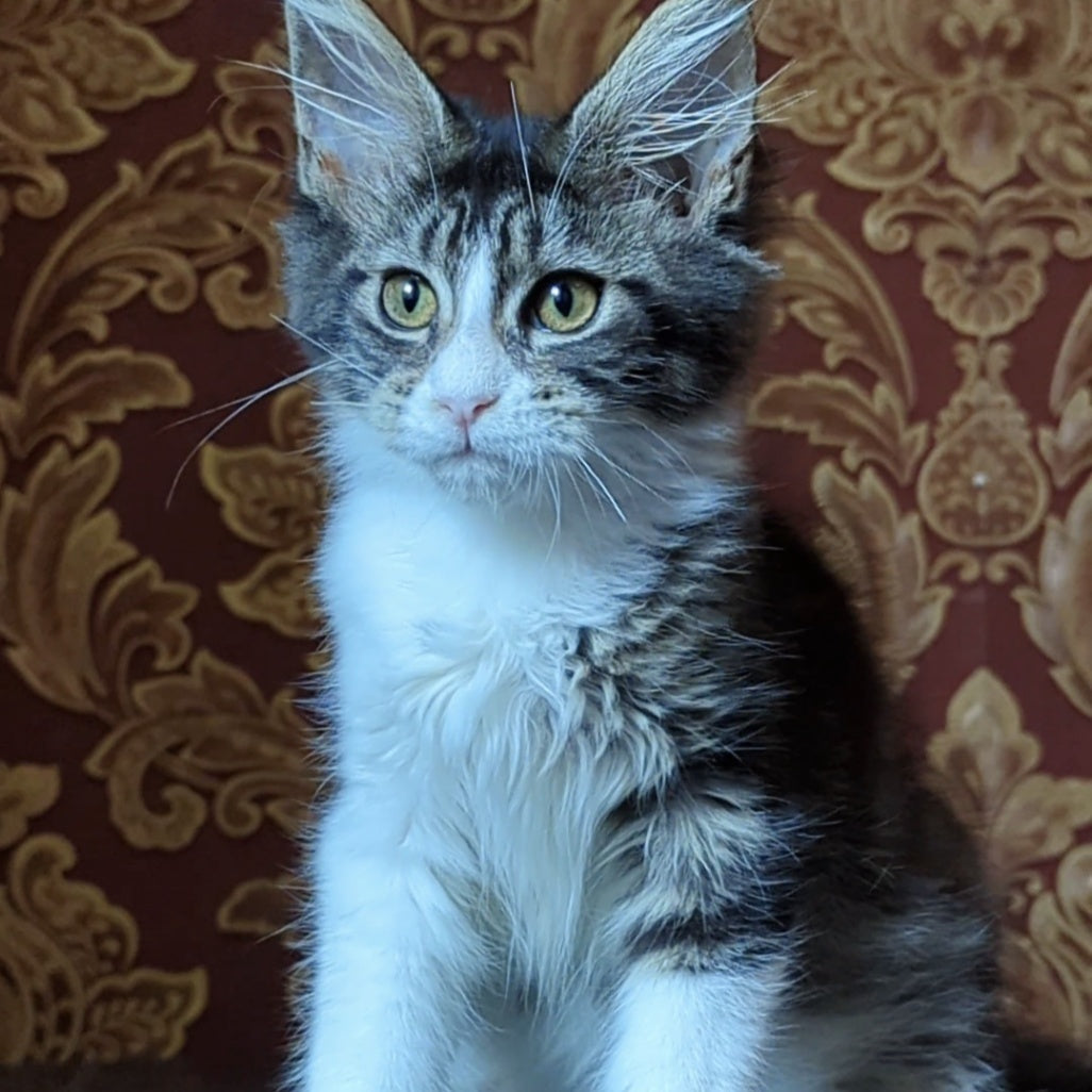 Holika Maine Coon female, black tabby with white