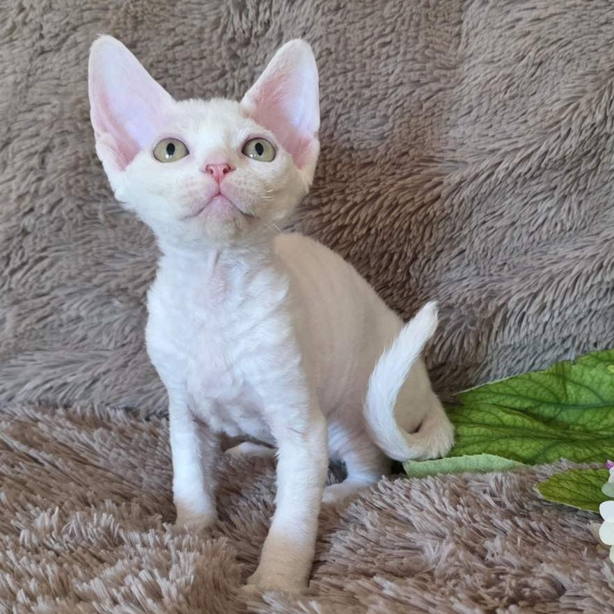 Waikiki Devon Rex female, white