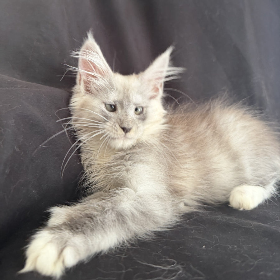 Afina Maine Coon female, black silver mitted