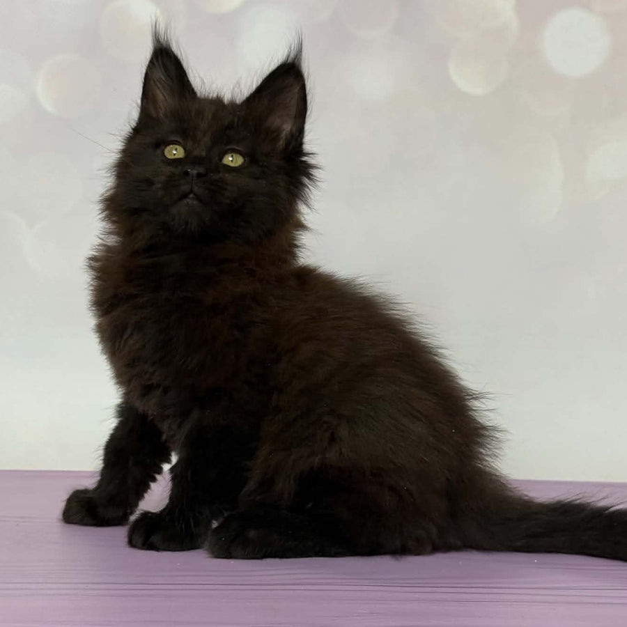 Fank Maine Coon male, black