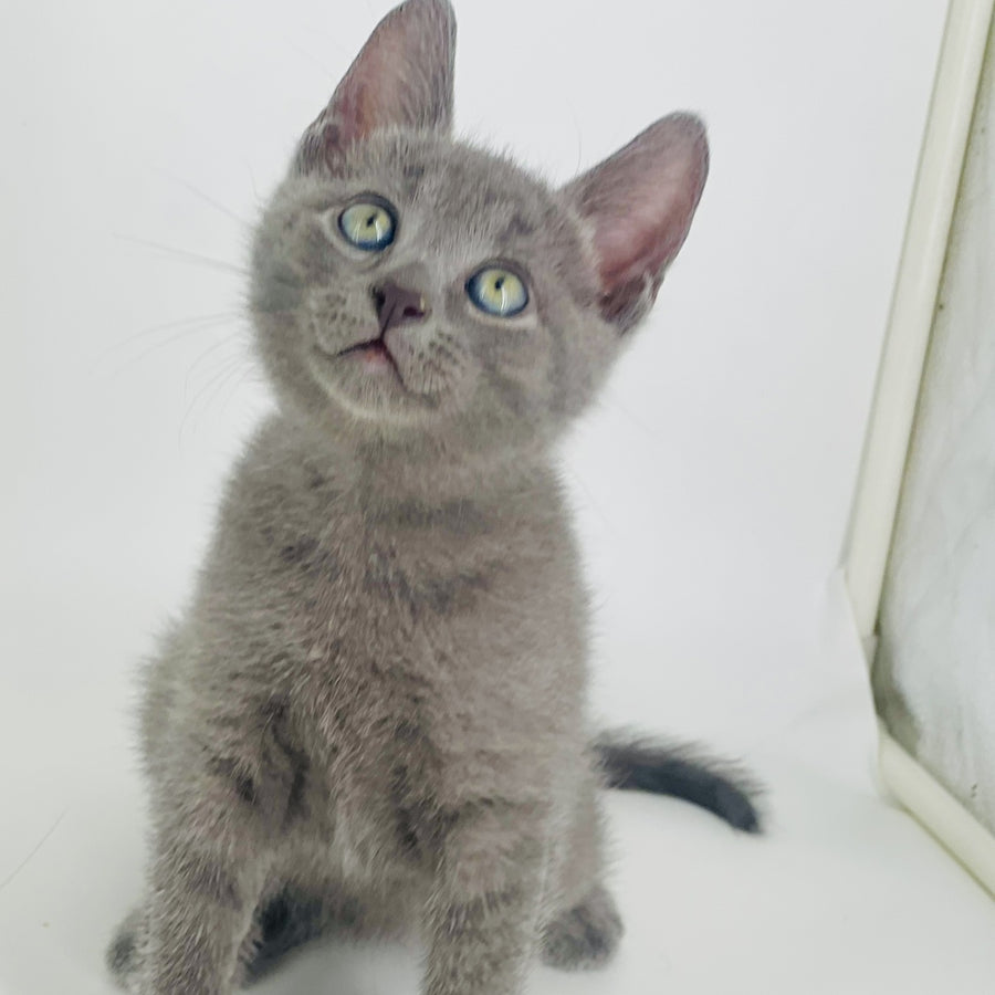 Archie Russian Blue male, blue
