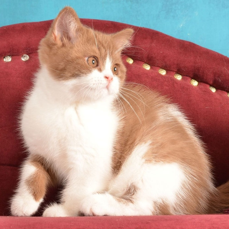Gerda British Shorthair female, cinnamon spotted tabby