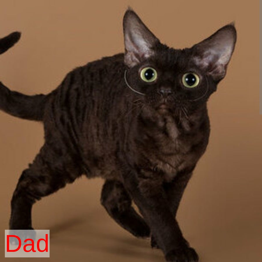 Watson Devon Rex male, white