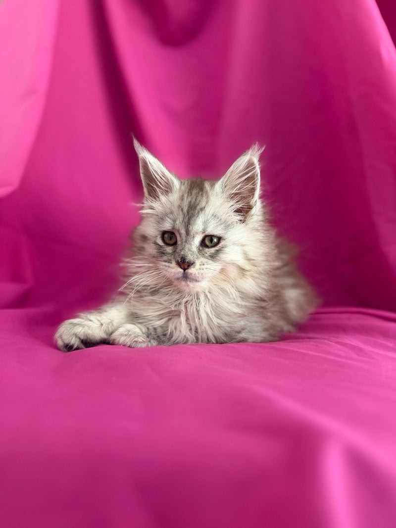 Xiona Maine Coon female black silver tabby - live animals