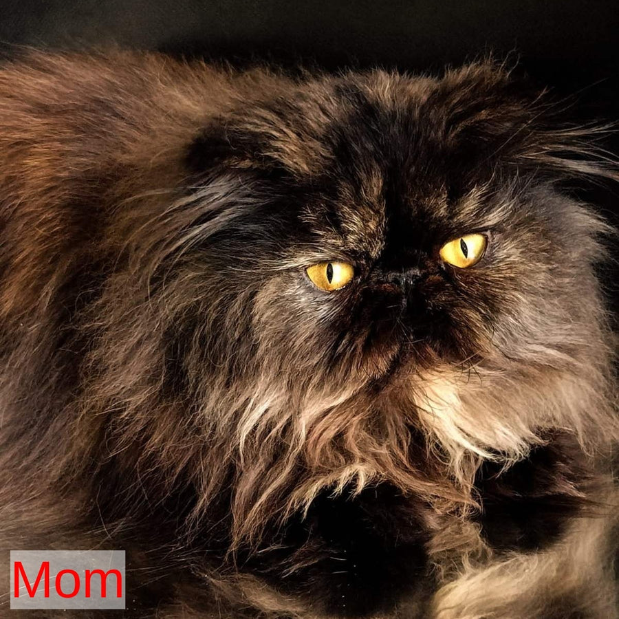 Pavlik Persian male, blue tabby