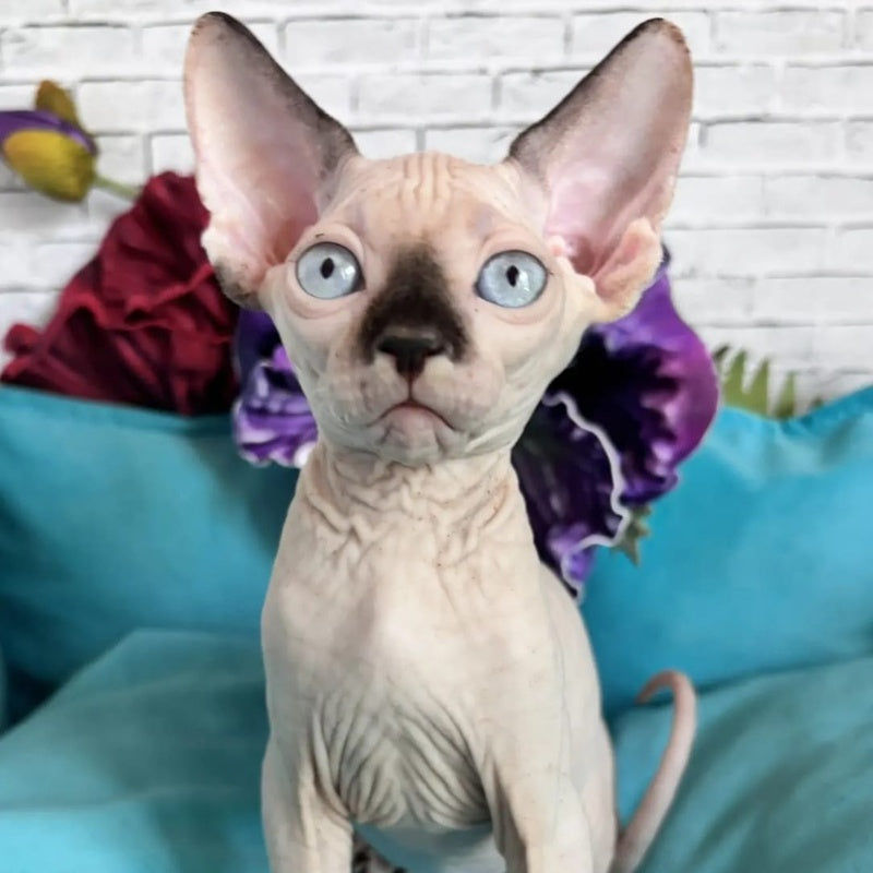 Bagrat Canadian Sphynx male, black pointed bicolour