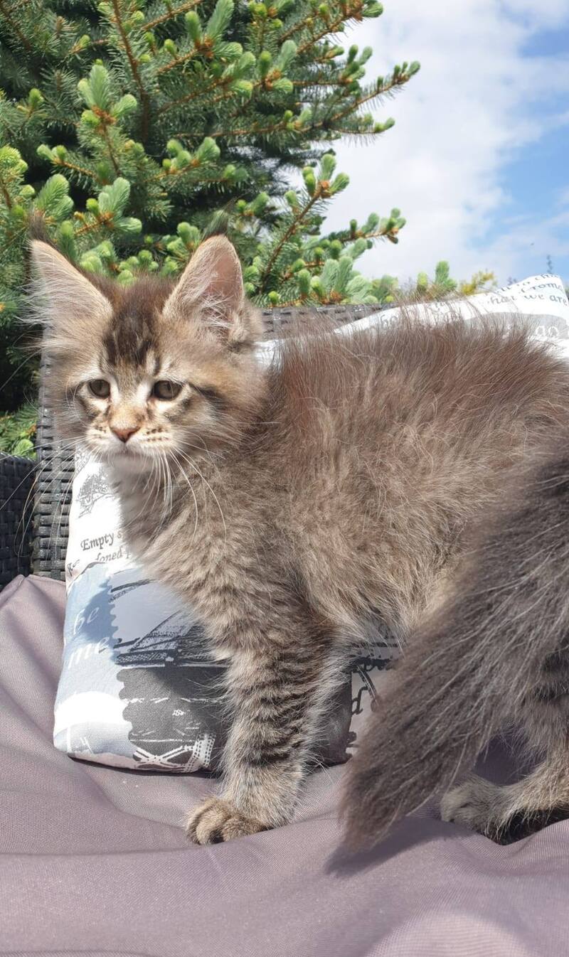 Grace Maine Coon female black ticked tabby - live animals