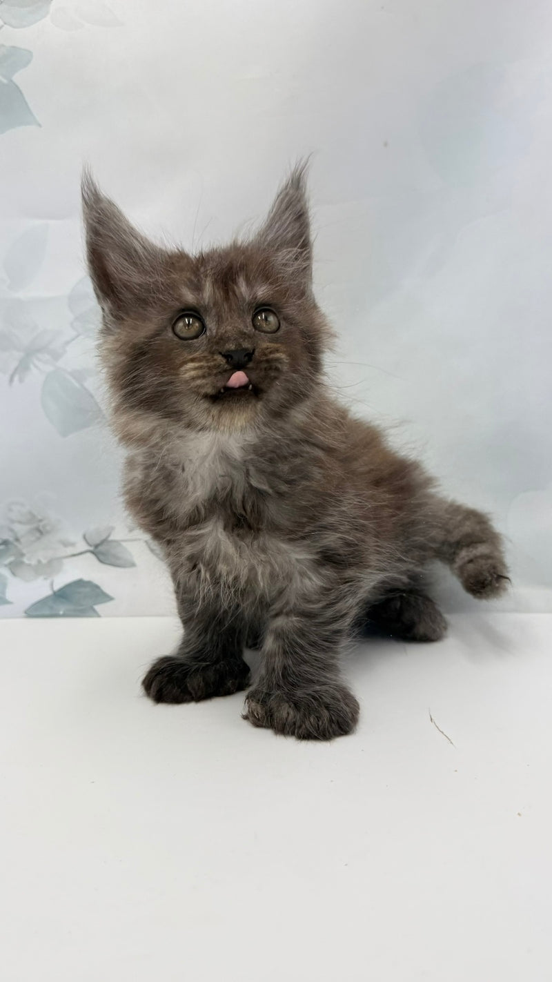 Archibald Maine Coon polydactyl male, black silver