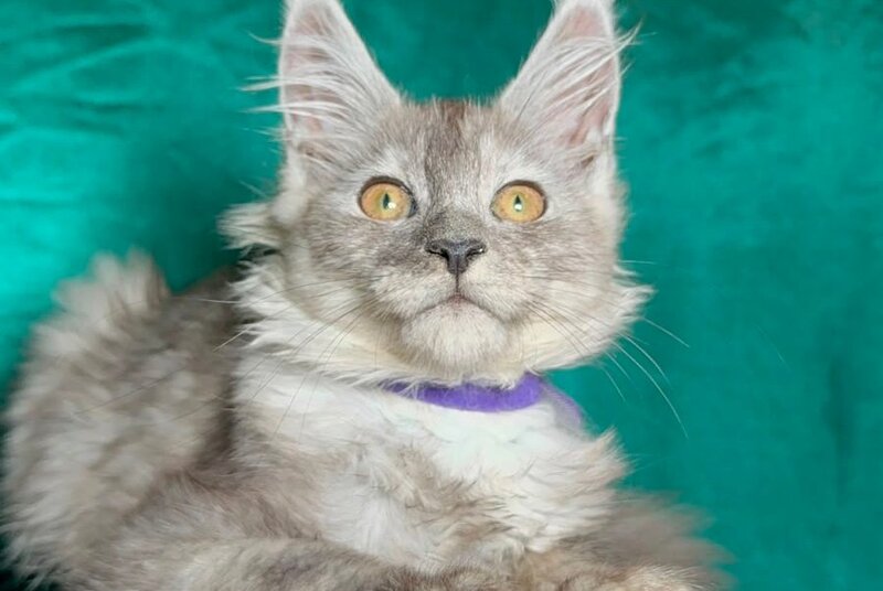 Milissa Maine Coon female, black silver