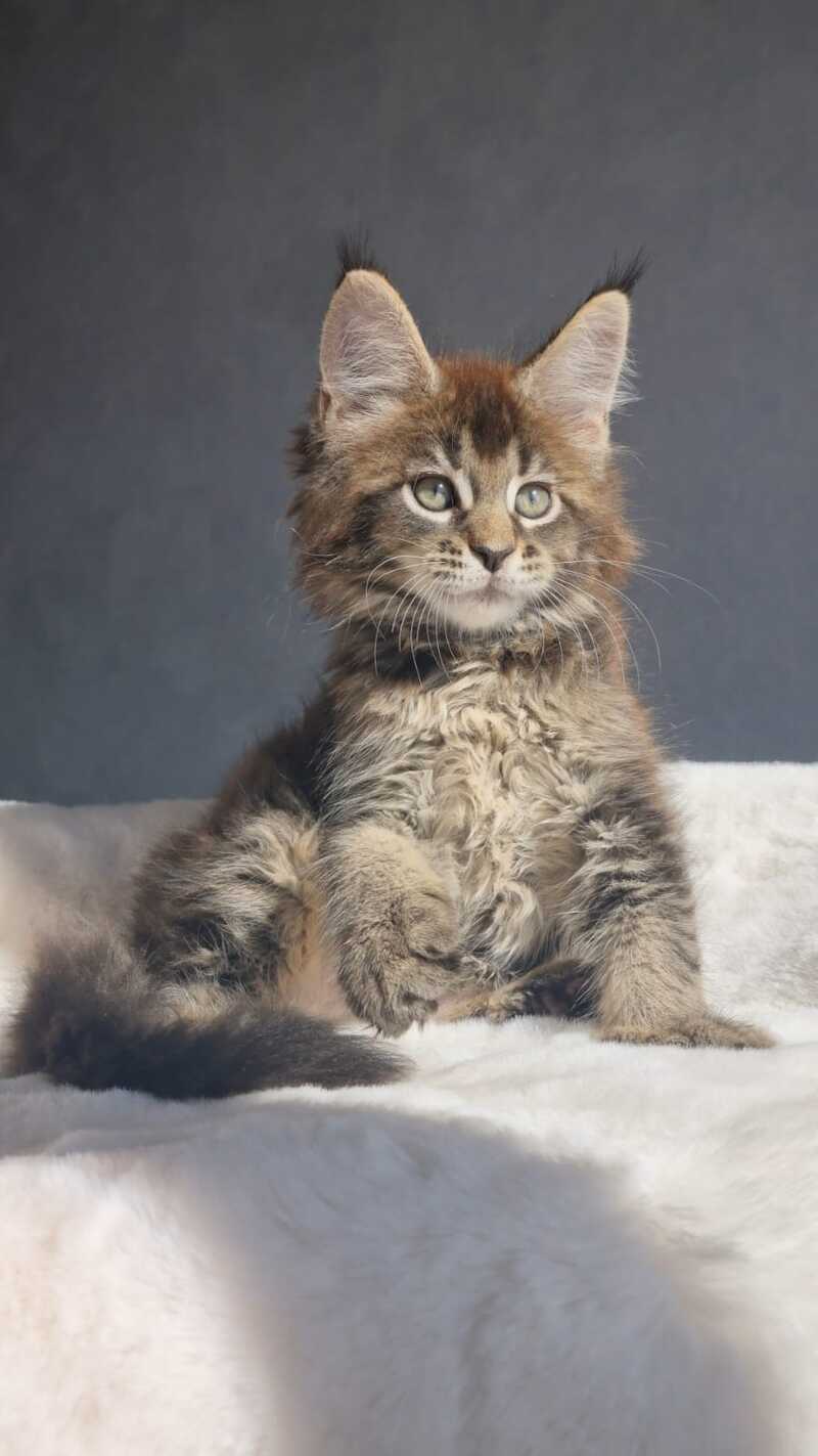 Leopold Maine Coon male black ticked tabby - live animals