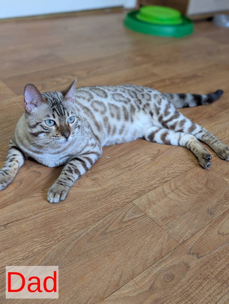 Zipsy Bengal female black spotted tabby - live animals