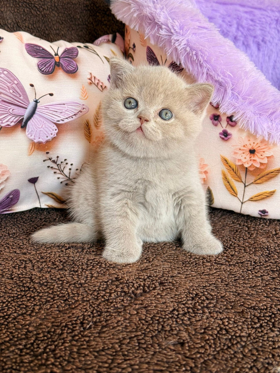 Boston British Shorthair male lilac - live animals