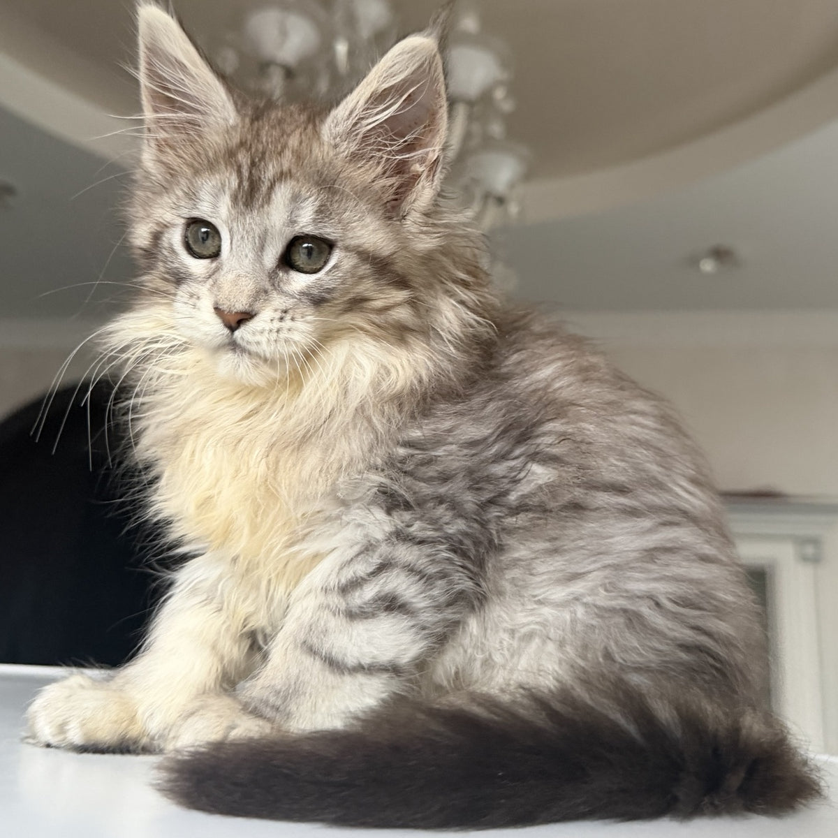 Evita Maine Coon female, black silver tabby