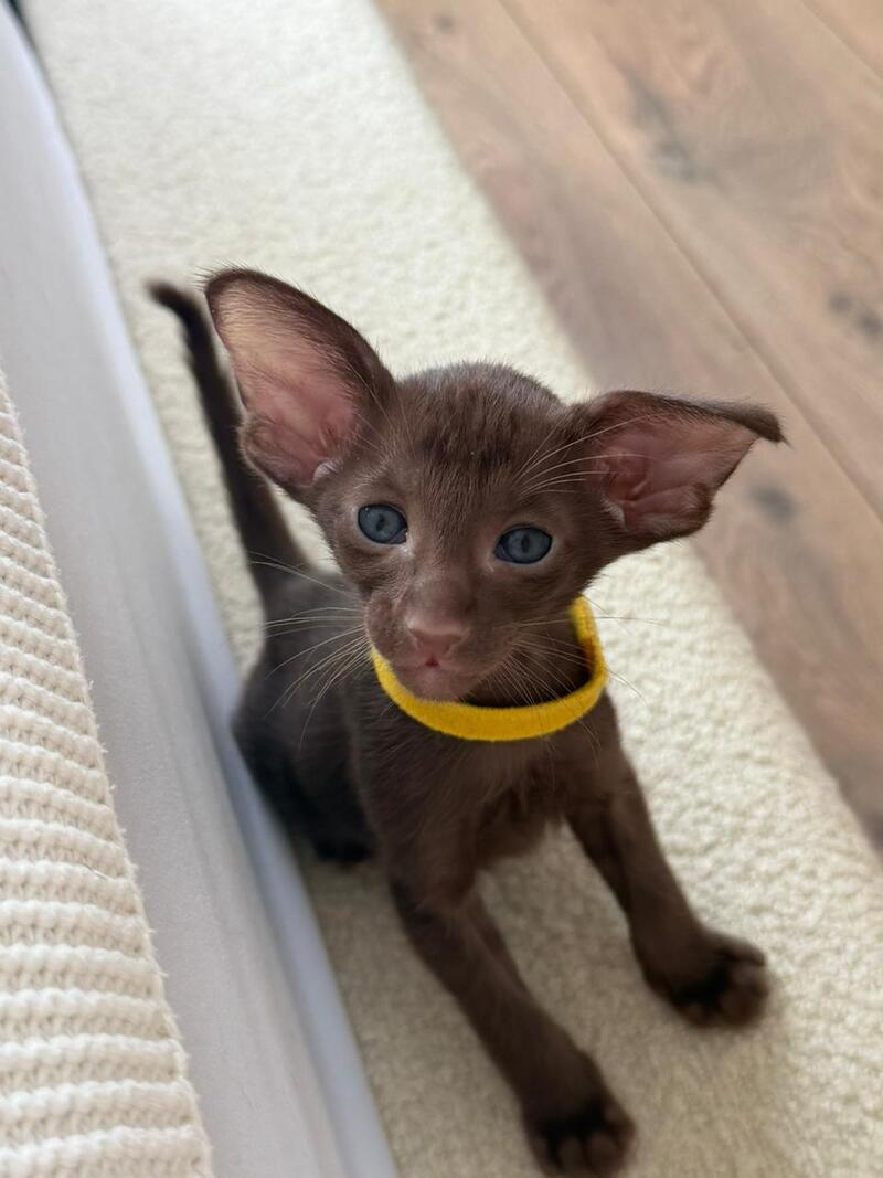 Adele Oriental Shorthair female chocolate - live animals