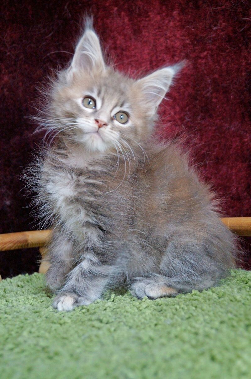 Ofeliya Maine Coon female blue tortie silver tabby - live animals