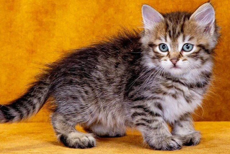 Gavrosh Siberian male, black spotted tabby