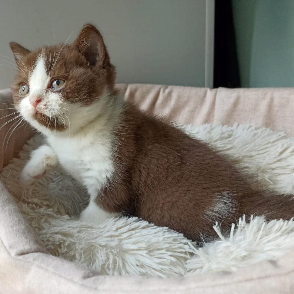 Irvin British Shorthair male, chocolate bicolour