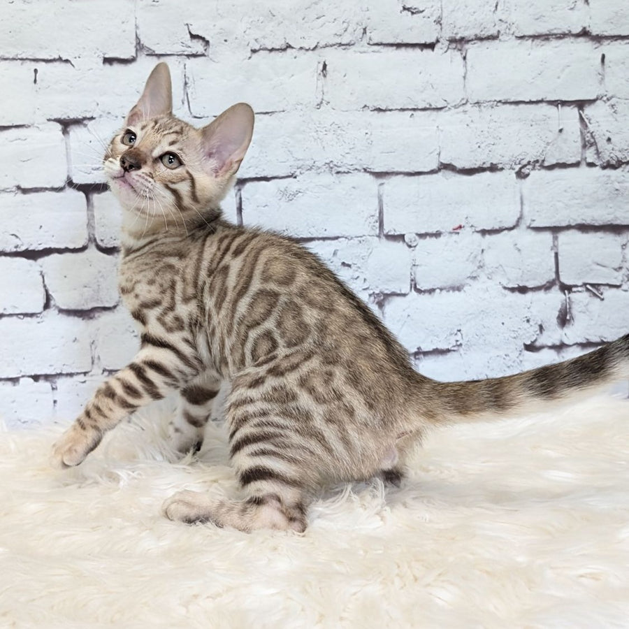 Ashton Bengal male, black silver spotted tabby pointed