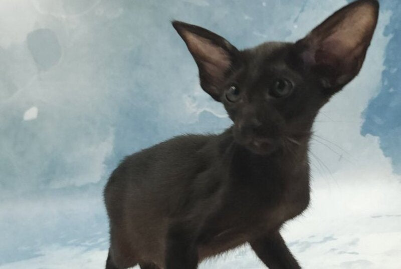 Orville Oriental Shorthair male, black