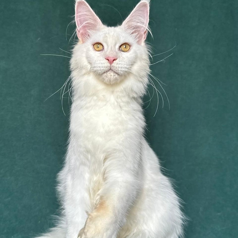Dorothy Maine Coon female, red silver chinchilla