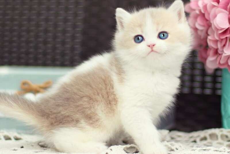 Alvin British Shorthair male blue golden shaded bicolour - live animals