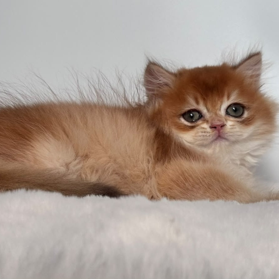 Zolton British Longhair male, chocolate golden chinchilla