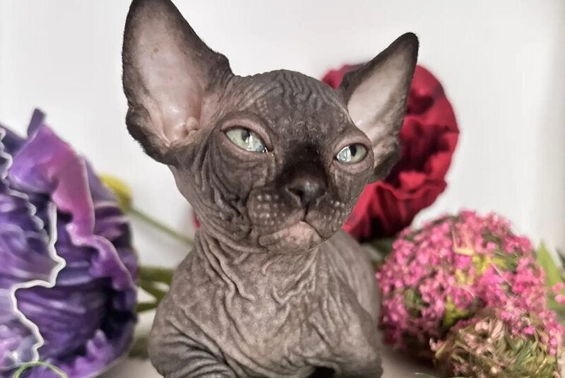 Bali Bambino male, black