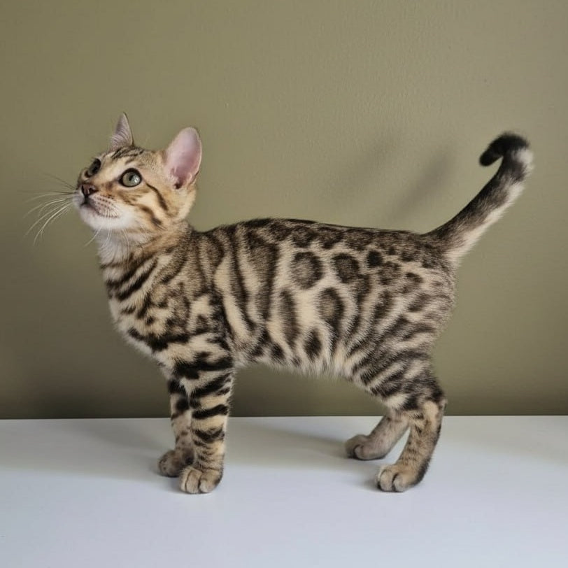 Wendy Bengal female, black spotted tabby