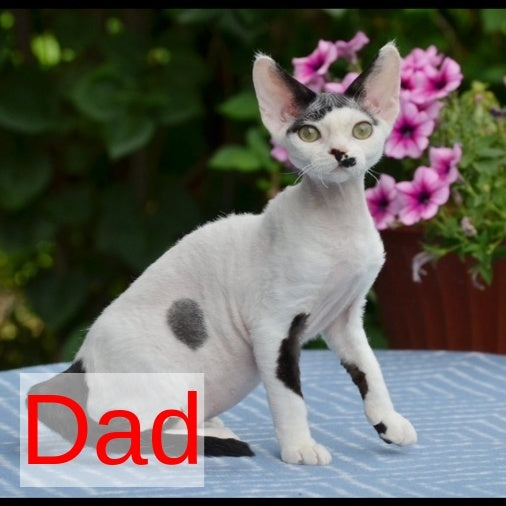 Max Devon Rex male, black bicolour