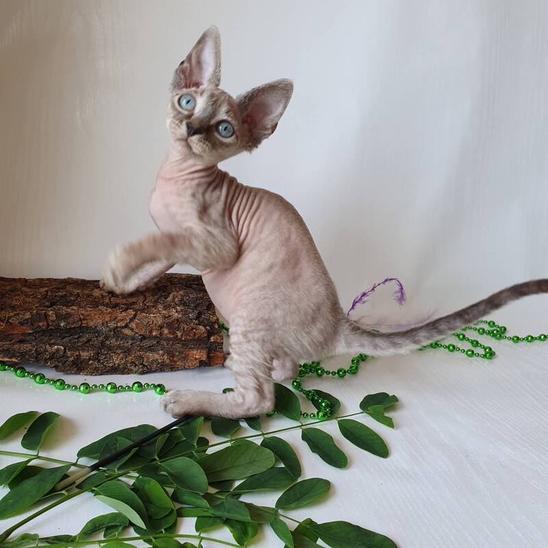 Samantha Devon Rex female black tabby pointed - live animals