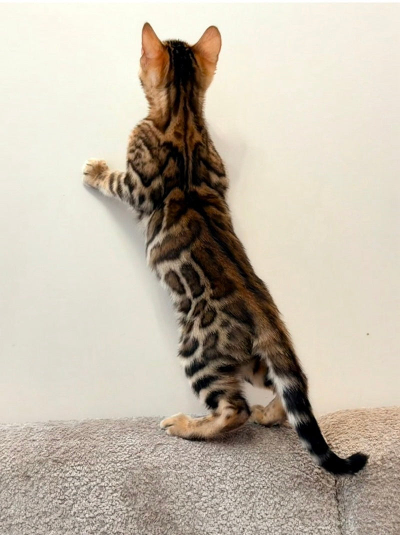 Blake Bengal male black spotted tabby - live animals