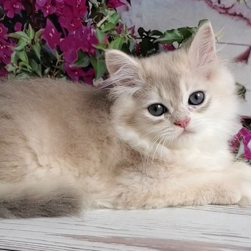 Zorro British Longhair male, blue golden shaded