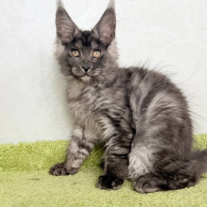 Katherine Maine Coon female, black silver