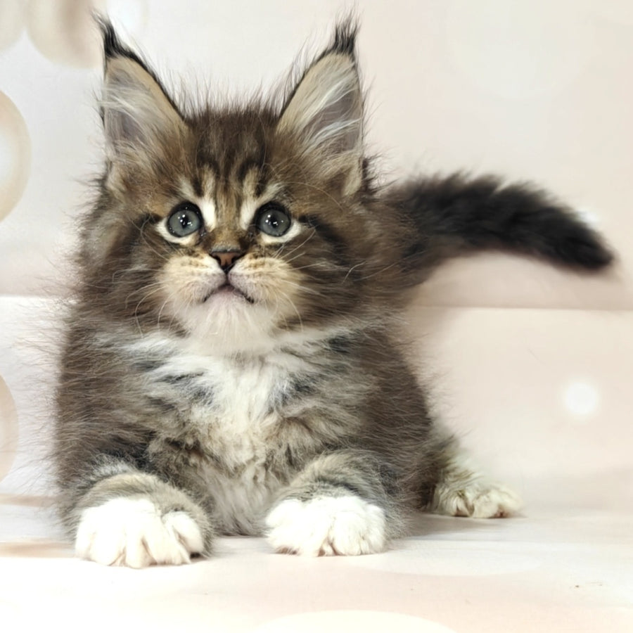 Business Maine Coon female, black tabby with white