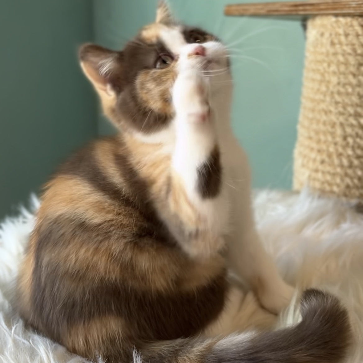 Enigma British Shorthair female, chocolate tortie bicolour