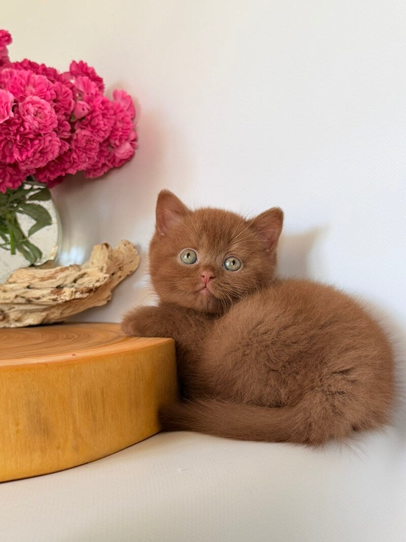 Fendi British Shorthair male, cinnamon