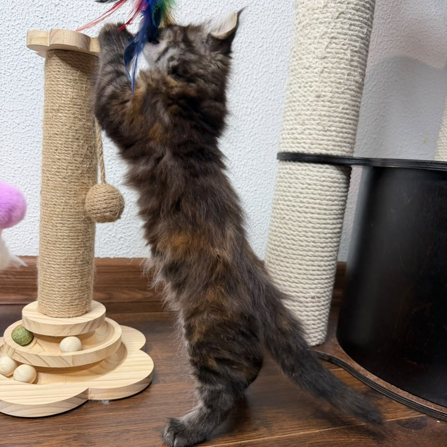 Bernadette Maine Coon female, black tortie tabby