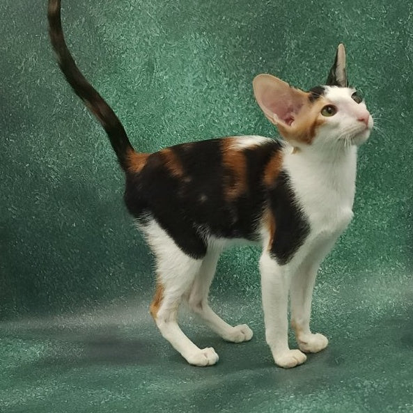 Ulrica Oriental Shorthair female, black tortie tabby harlequin