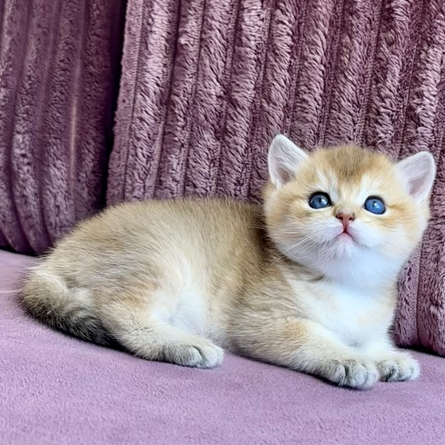Infinity Star British Shorthair female, black golden shaded