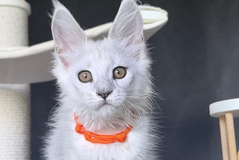 Ulina Maine Coon female, black silver shaded