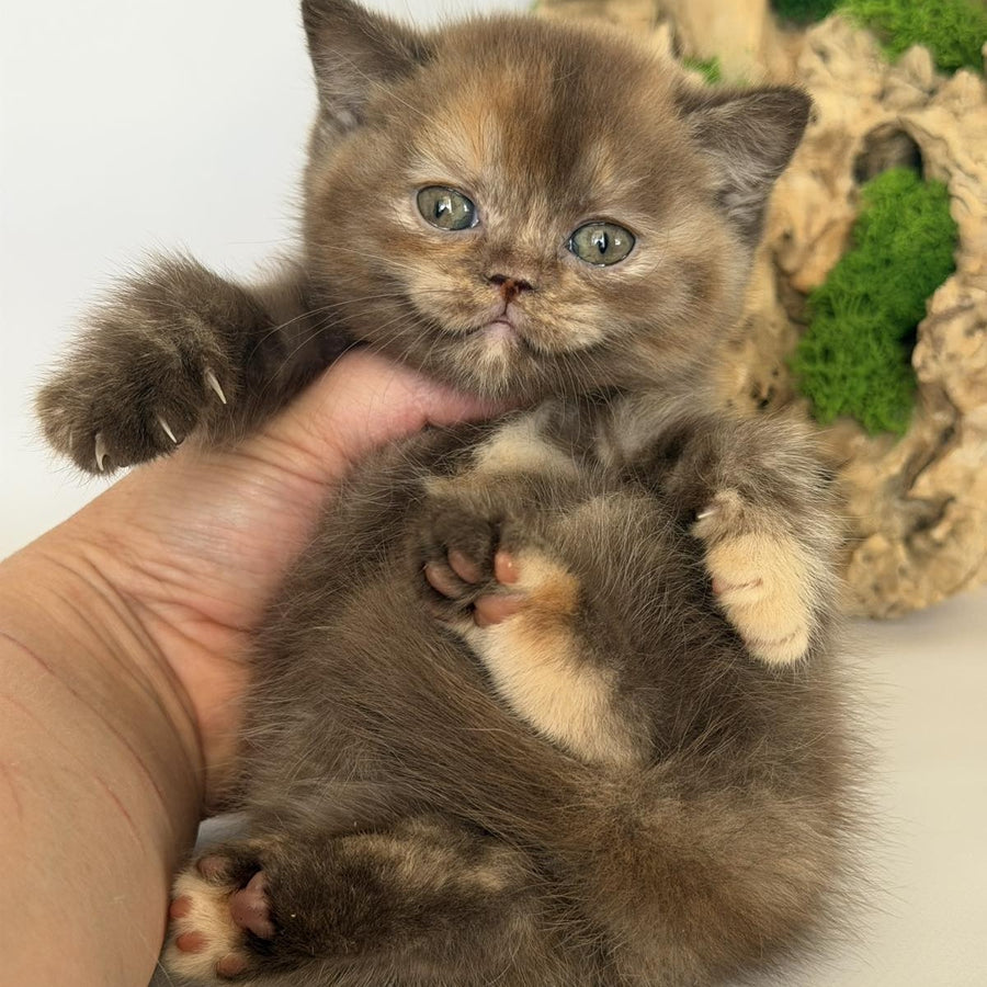 Giana British Shorthair female, cinnamon tortie