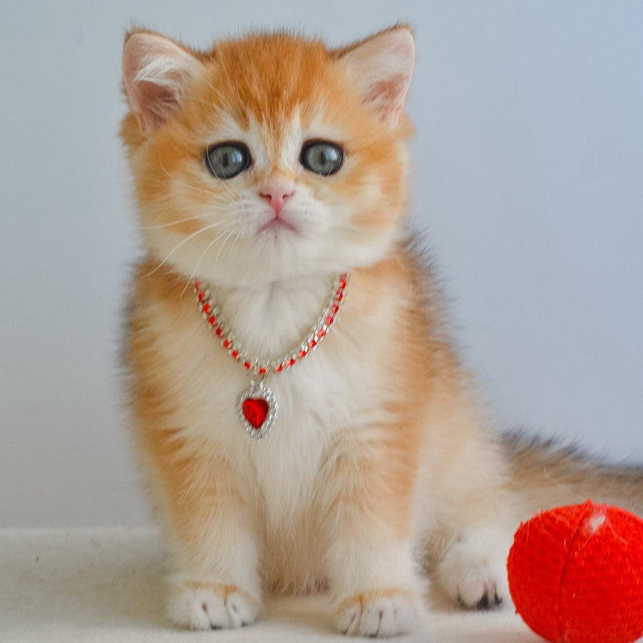 Isabelle British Shorthair female, black golden chinchilla