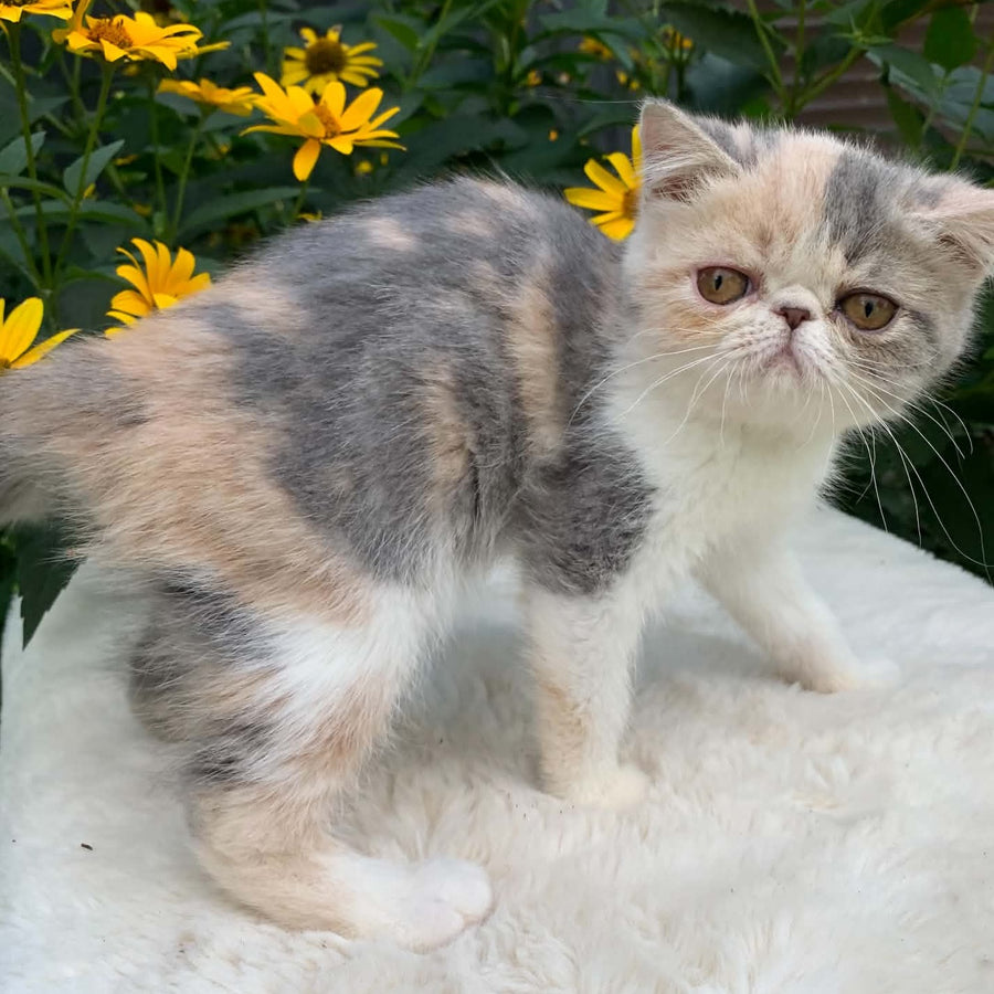 Milashka Exotic female, blue tortie tabby bicolour